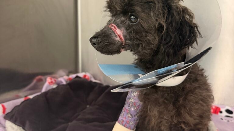 MSPCA seeks information about stray dog found in Cambridge
