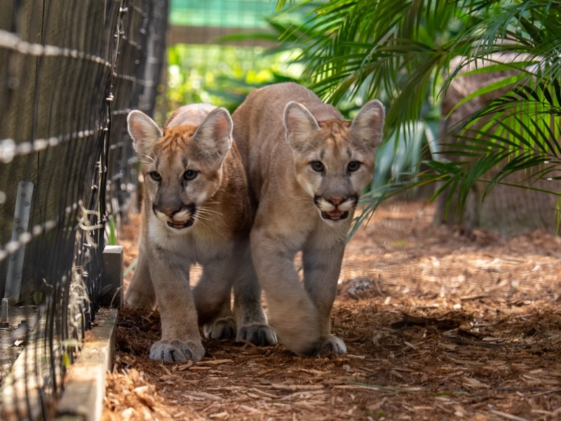 Central Florida Zoo welcomes new baby cougars