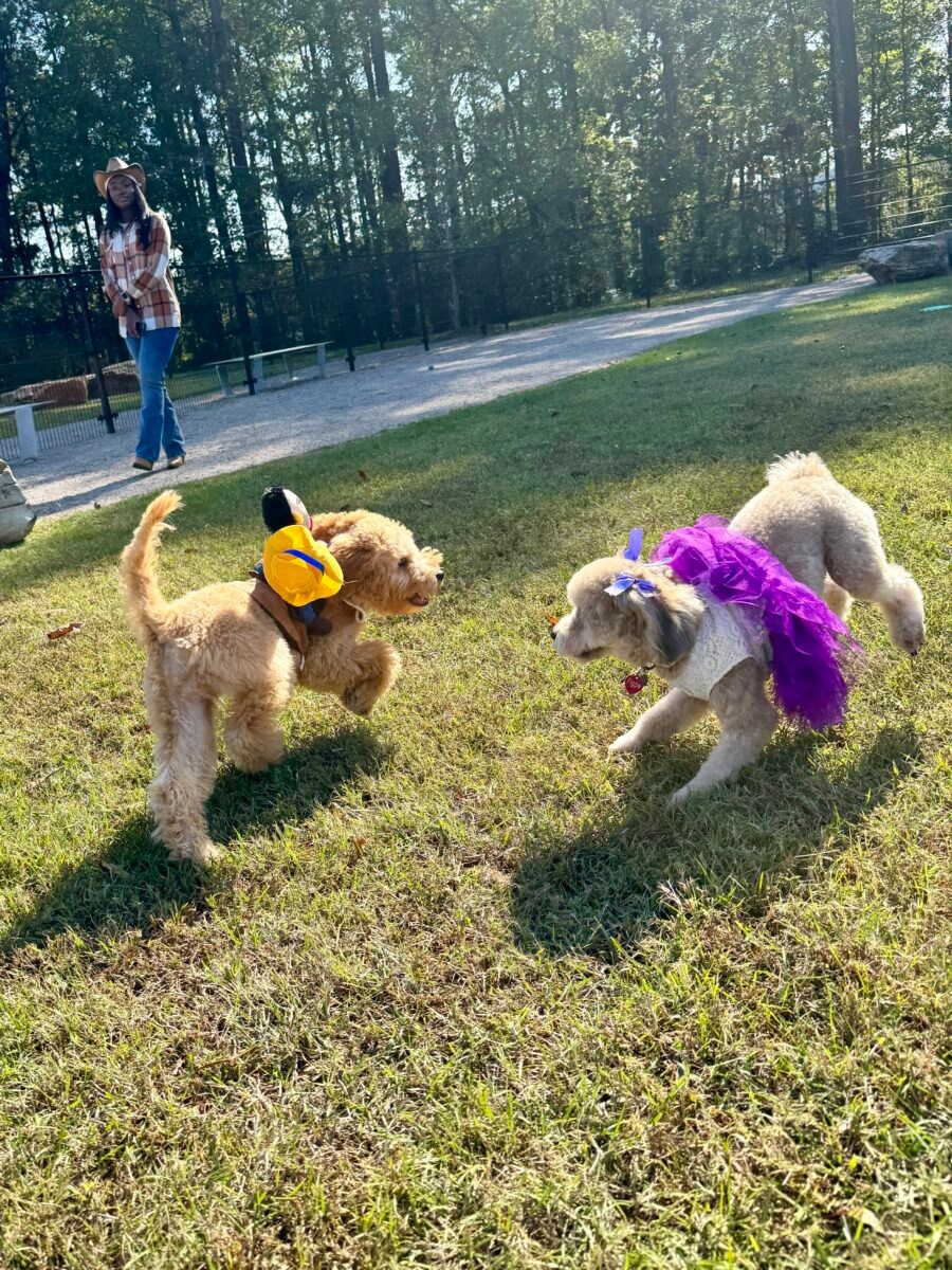 Dogs in halloween costumes playing together